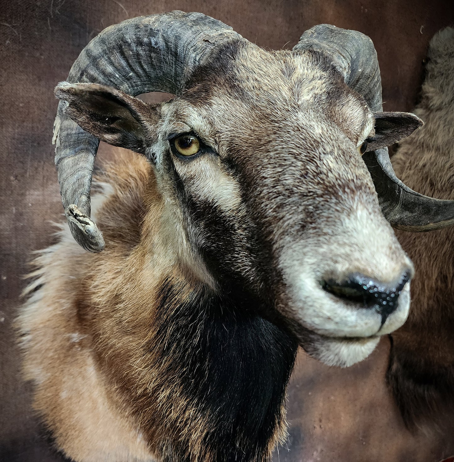Ram Taxidermy Shoulder Mount