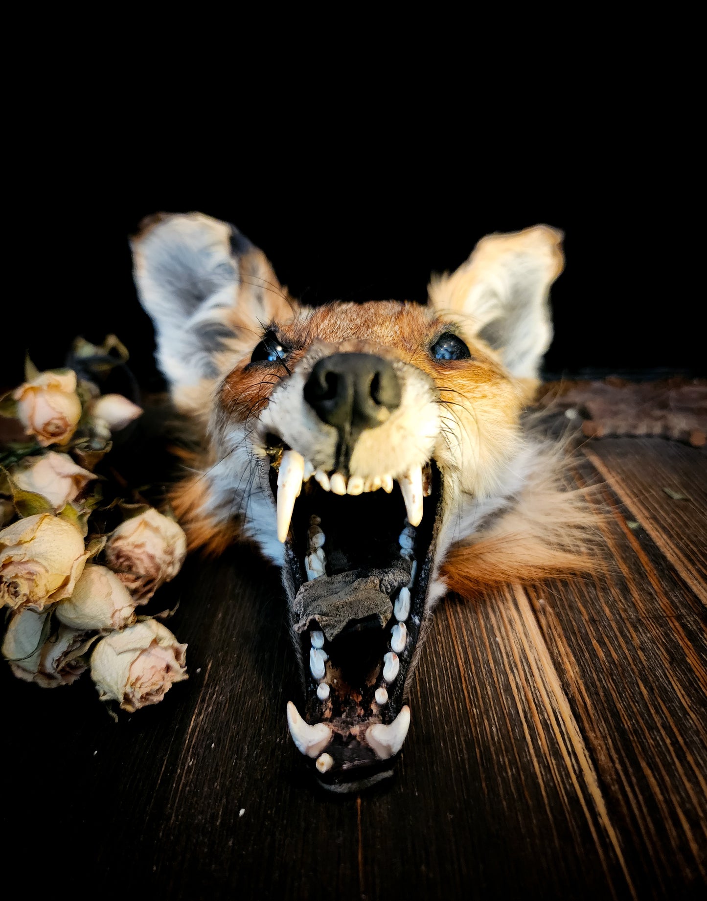 Mummified Fox Head