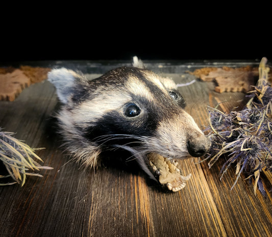 Mummified Raccoon Head