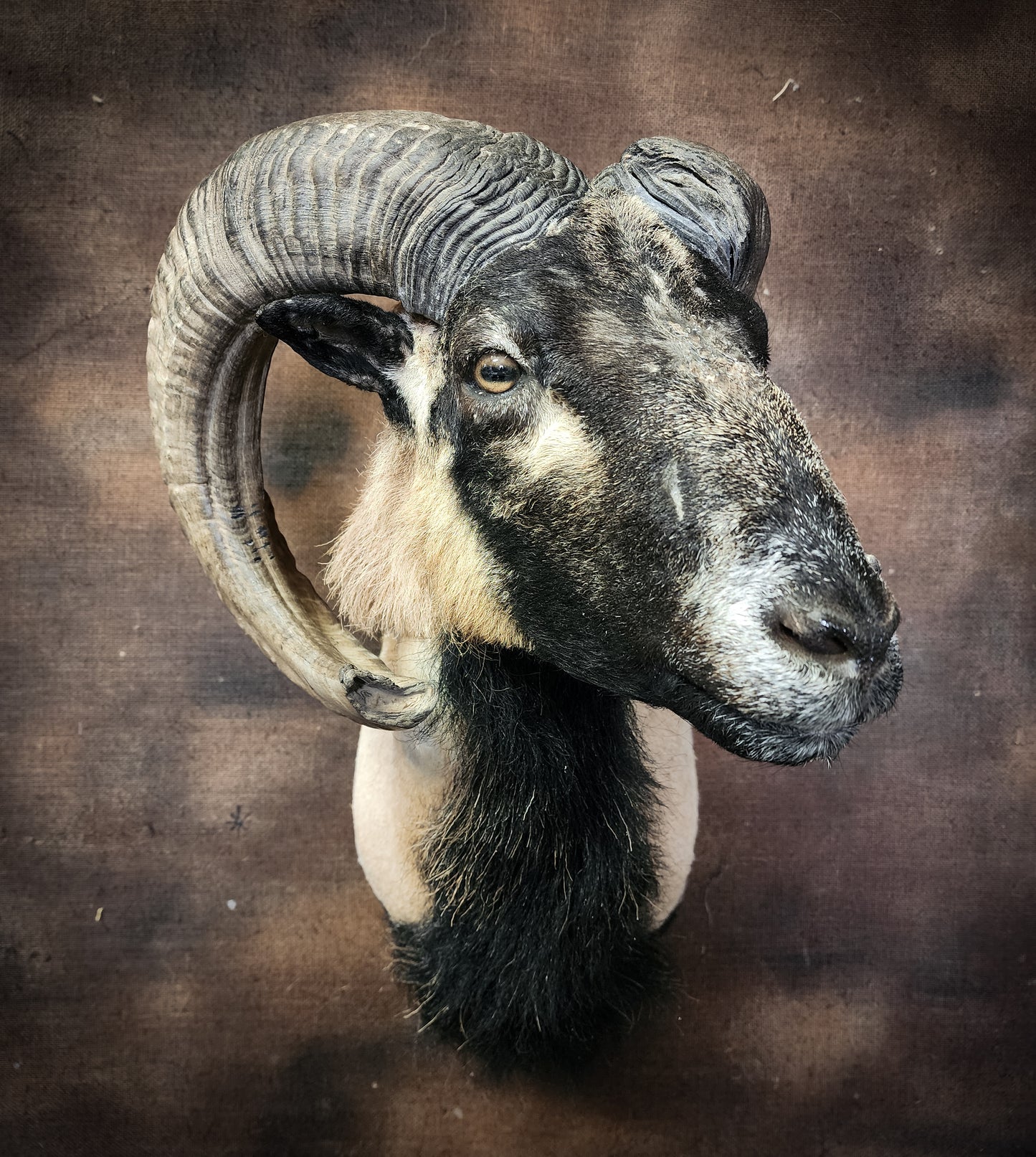 Taxidermy Ram Shoulder Mount
