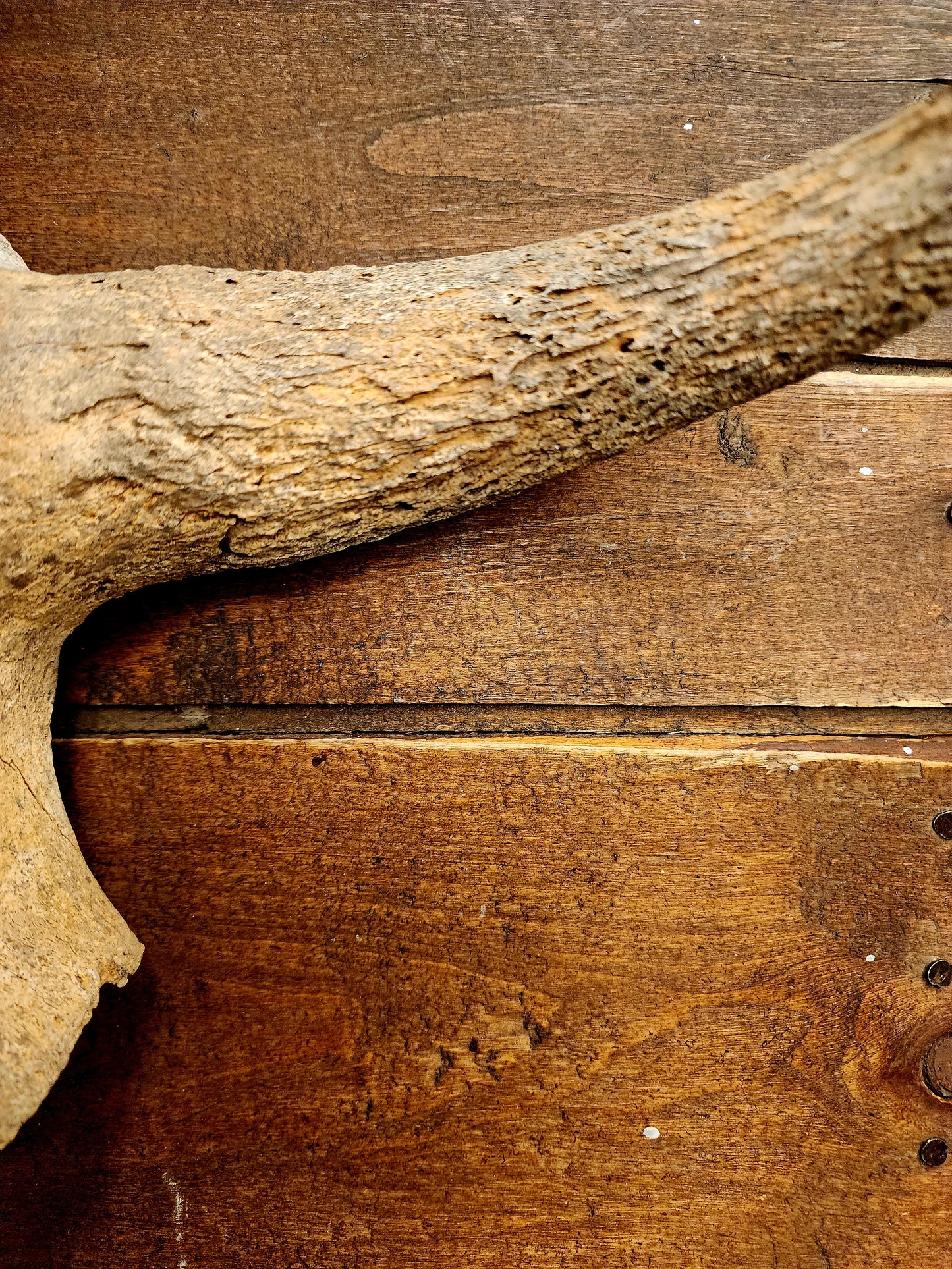 Fossilized Bison Skull Cap