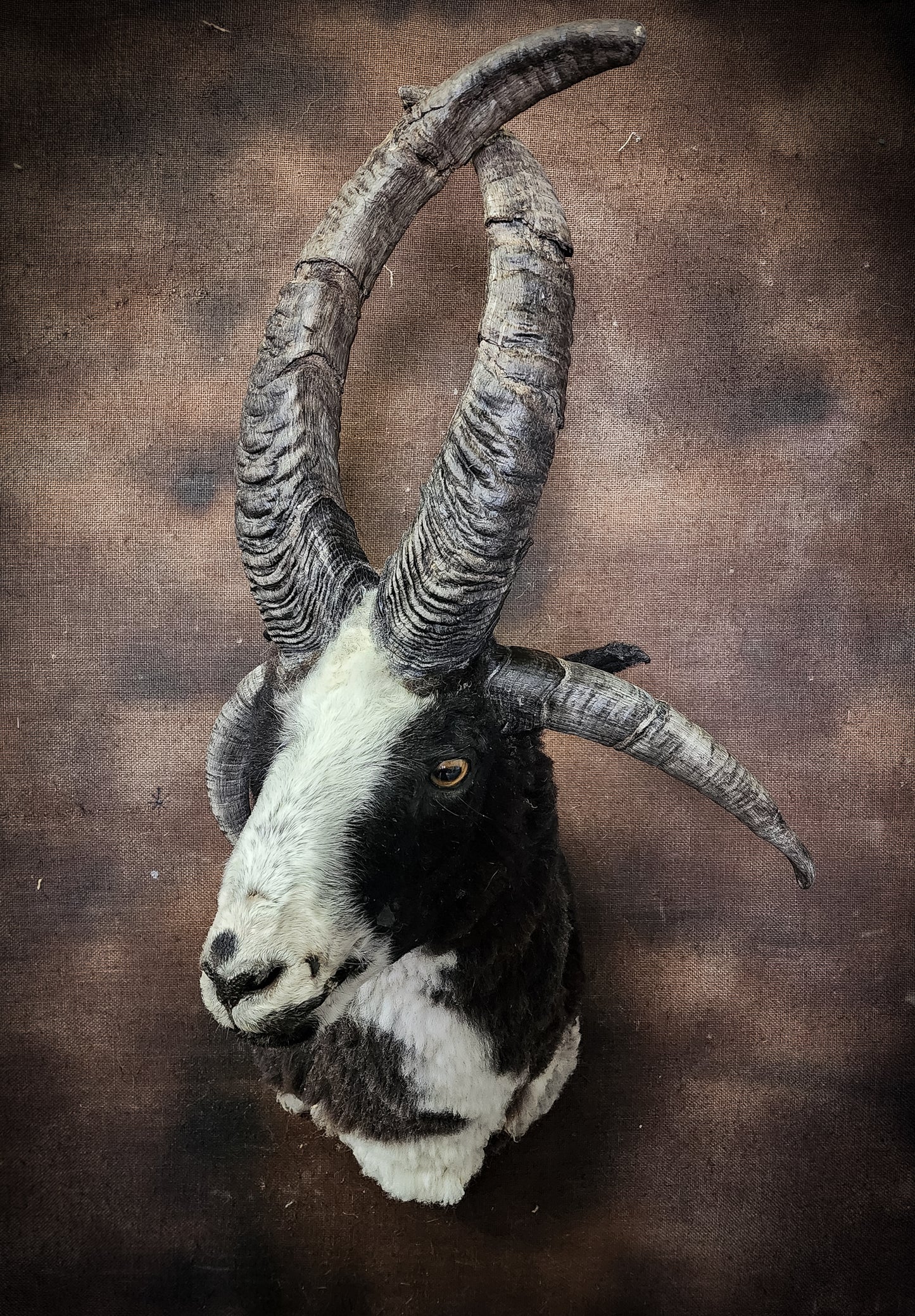 Jacob Sheep Shoulder Mount