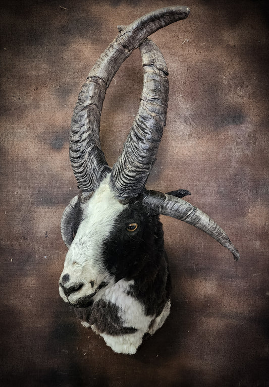 Jacob Sheep Shoulder Mount
