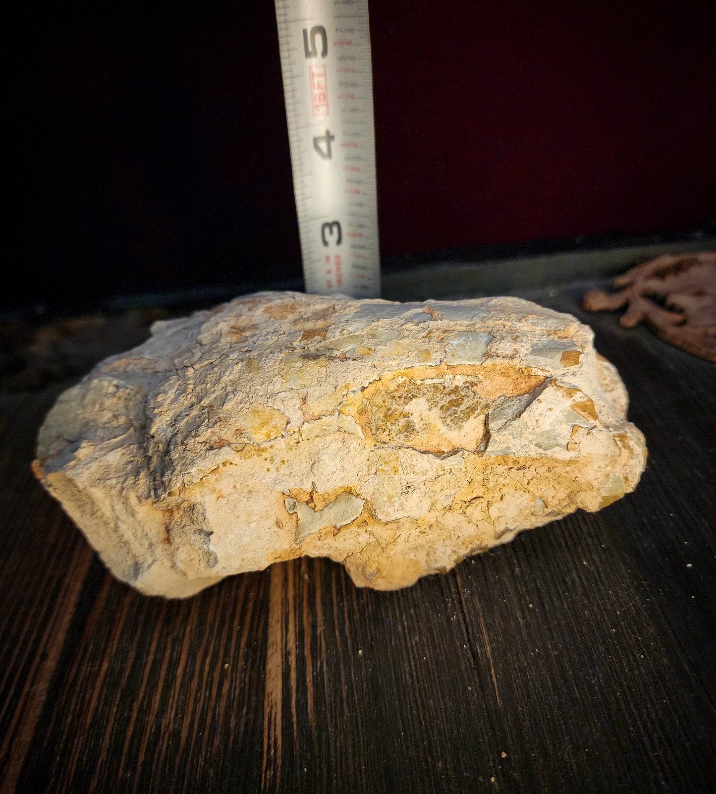Fossilized Oreodont Partial Skull