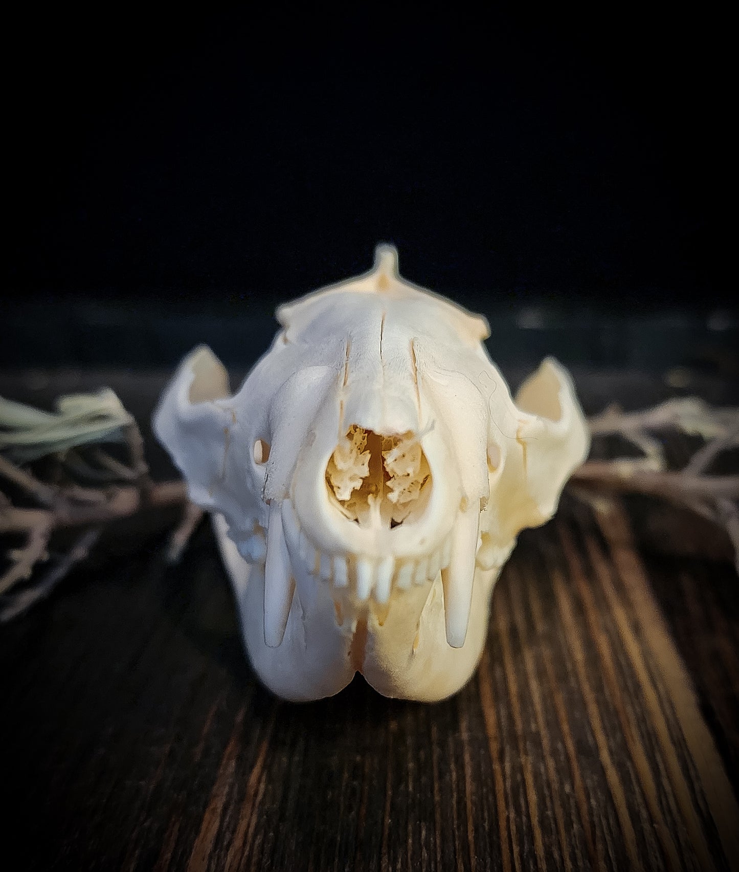 Opposum Skull, Real Bone