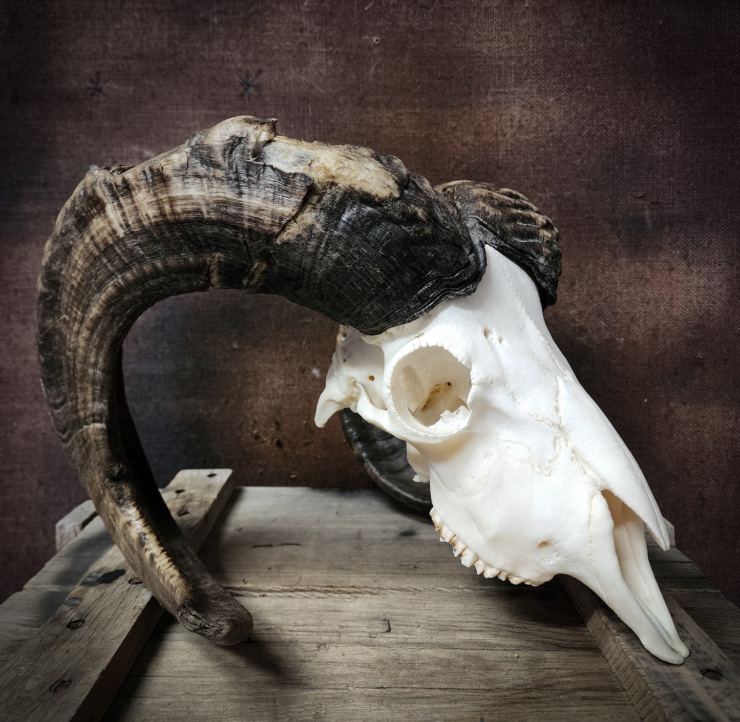 Authentic Ram Skull
