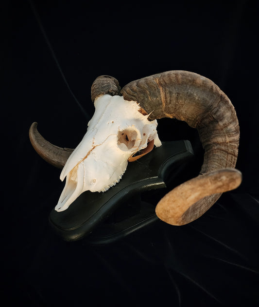 Ram Skull On Custom Black Wooden Stand