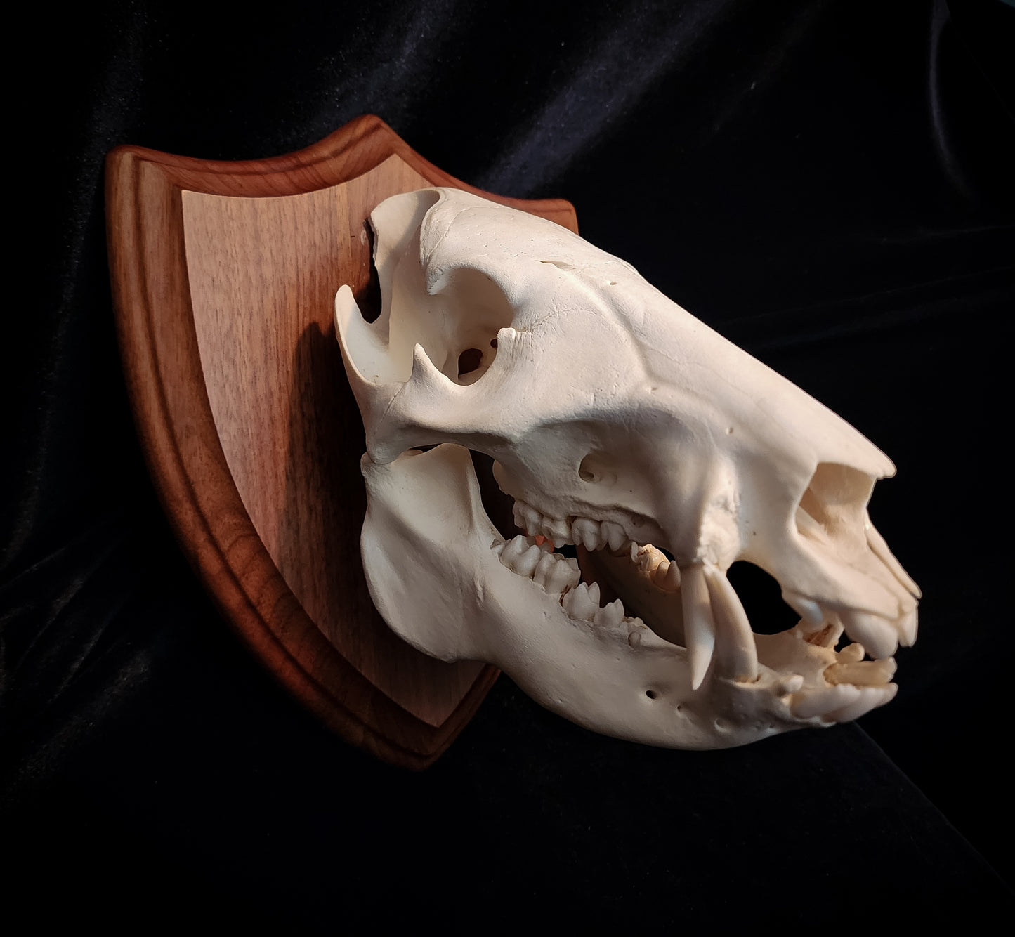 Javelina Skull Mount, Real Bone