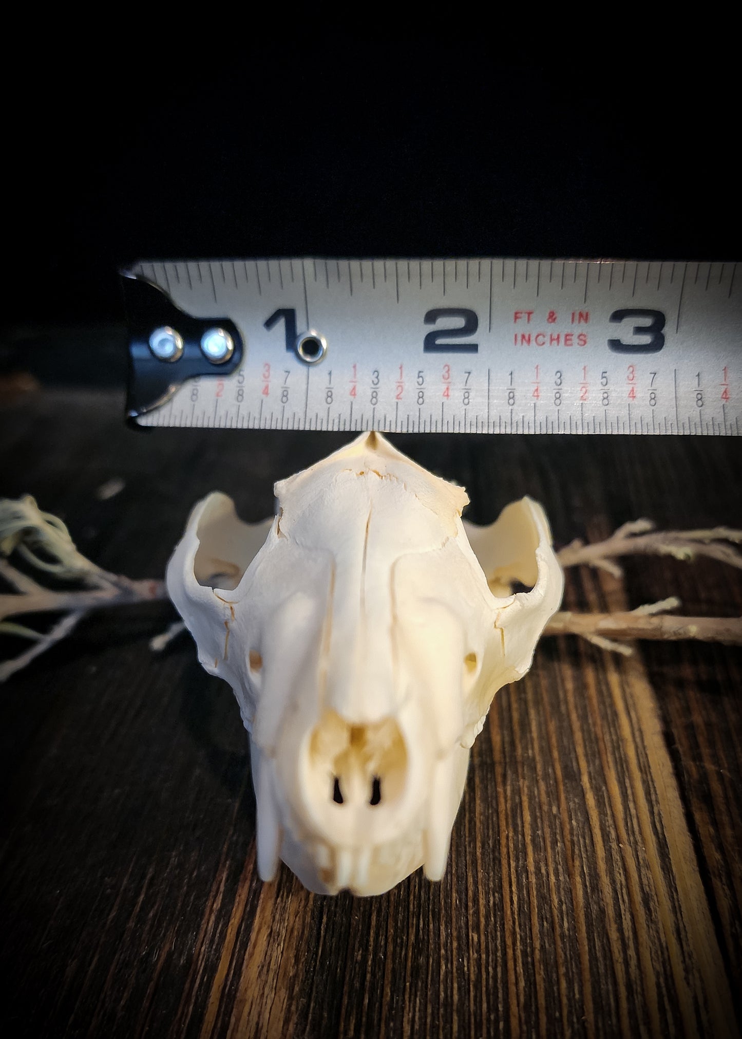 Opposum Skull, Real Bone