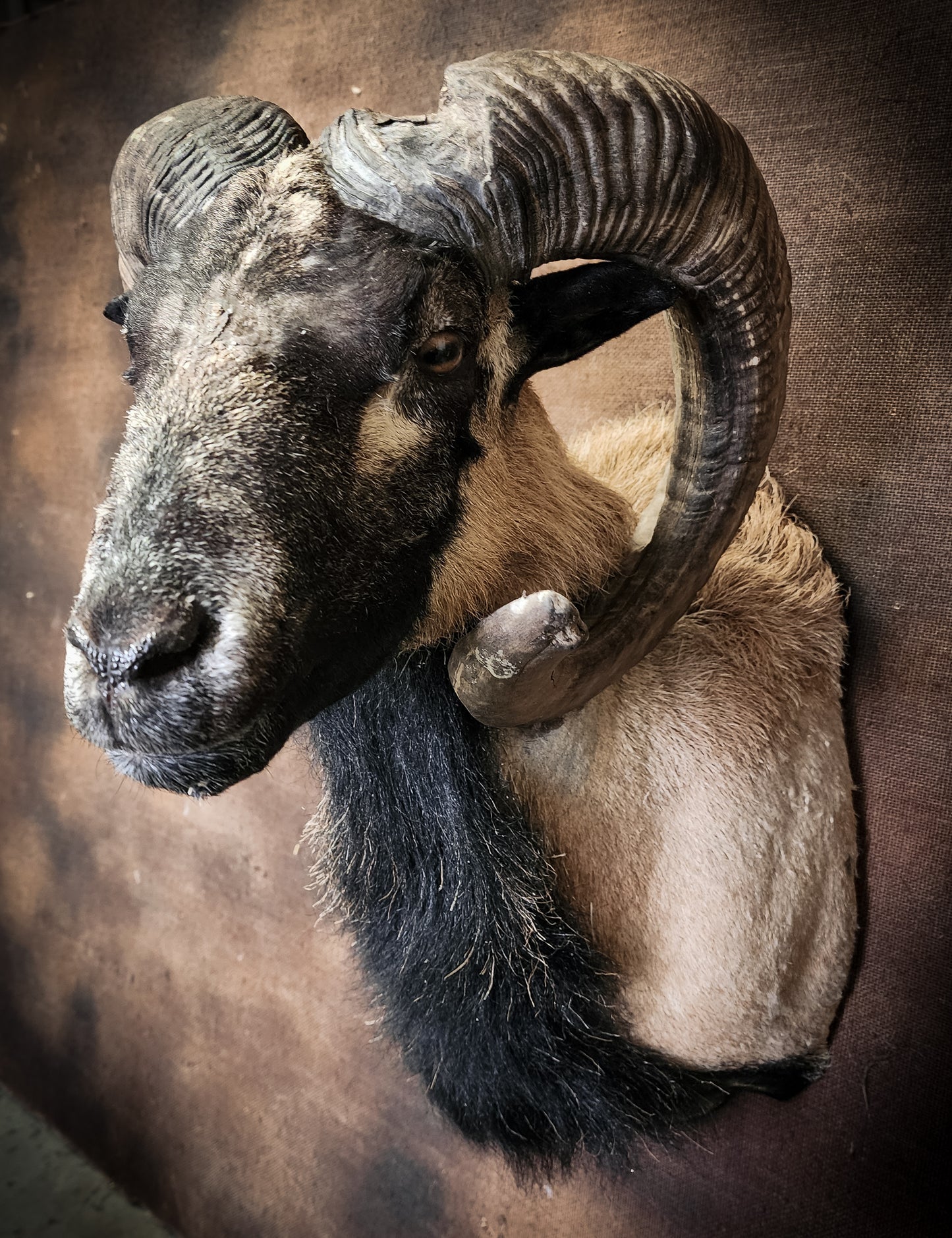 Taxidermy Ram Shoulder Mount