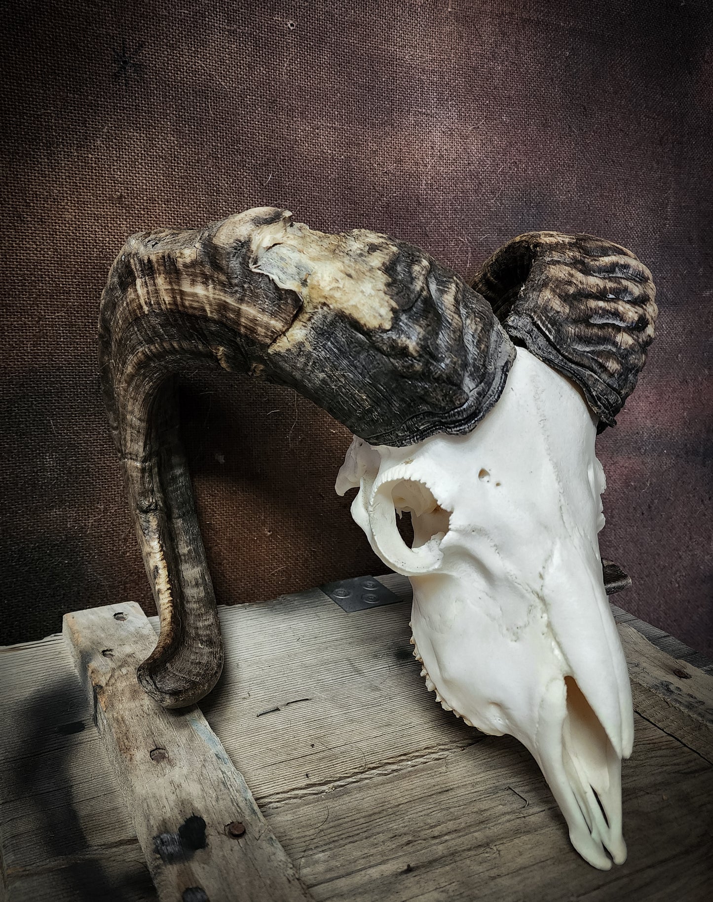Authentic Ram Skull