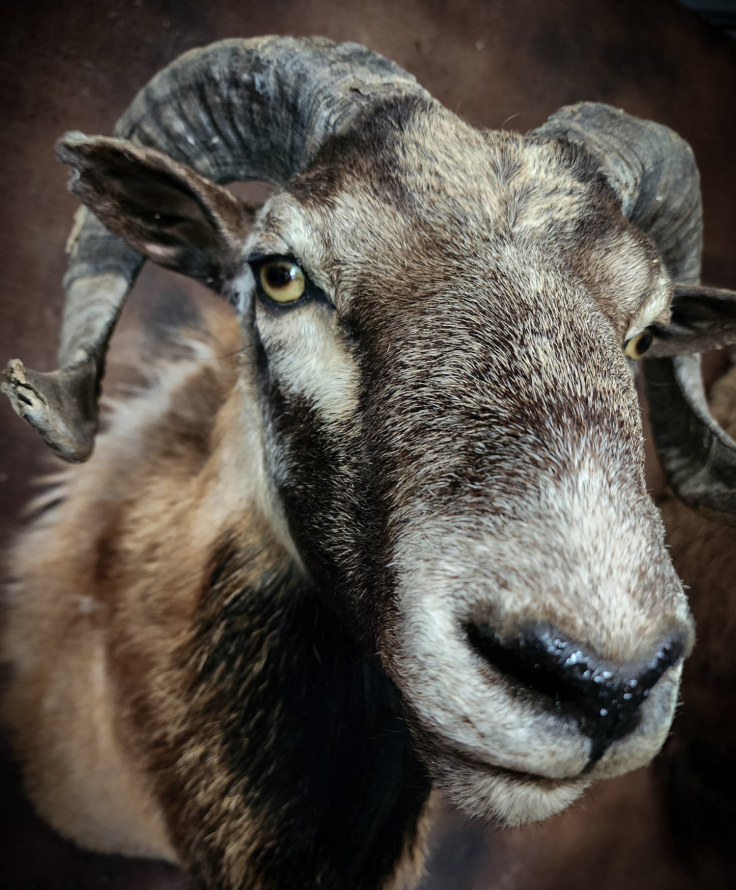 Ram Taxidermy Shoulder Mount