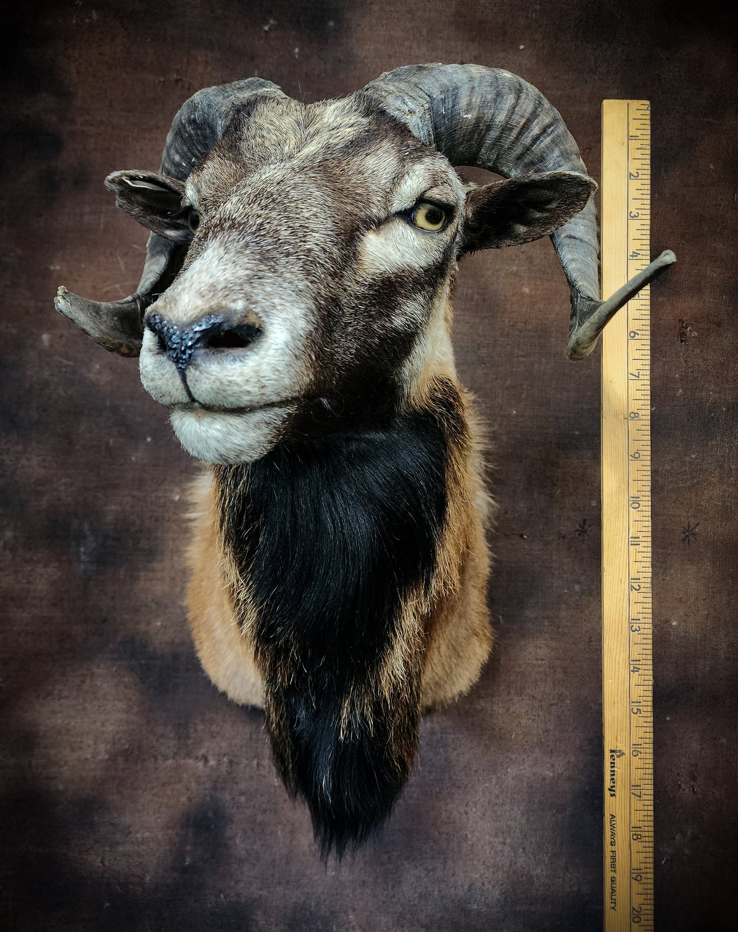 Ram Taxidermy Shoulder Mount