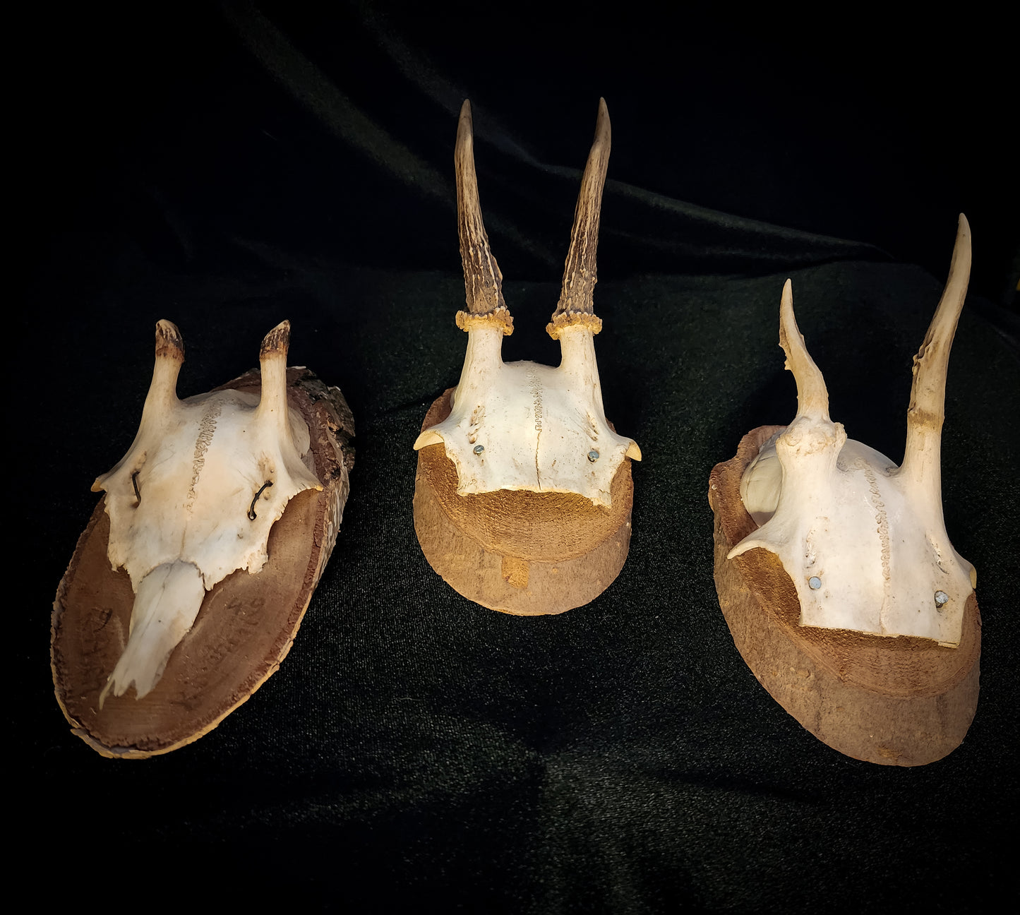 Three Vintage Roe Deer Antler Plaques