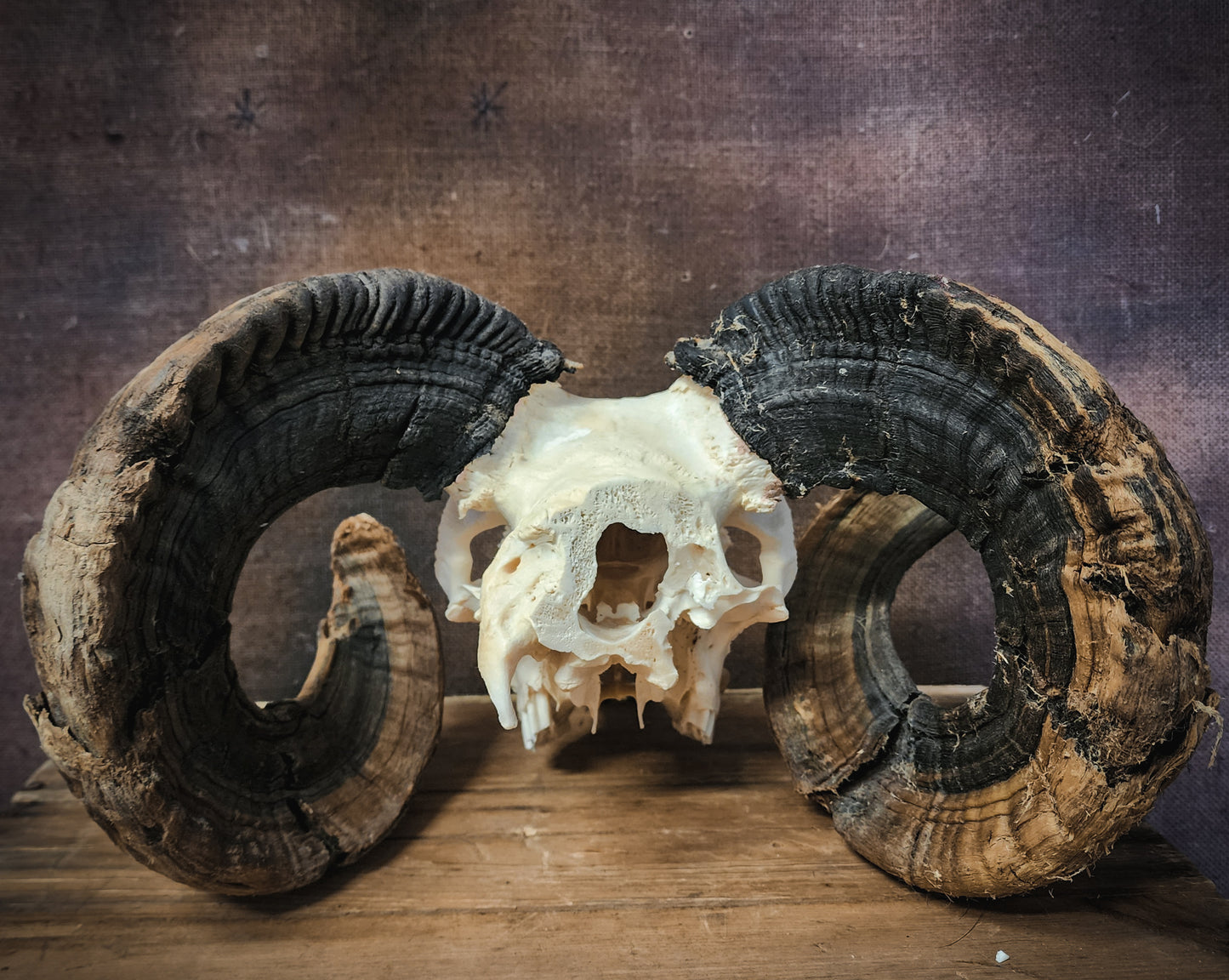Authentic Ram Skull