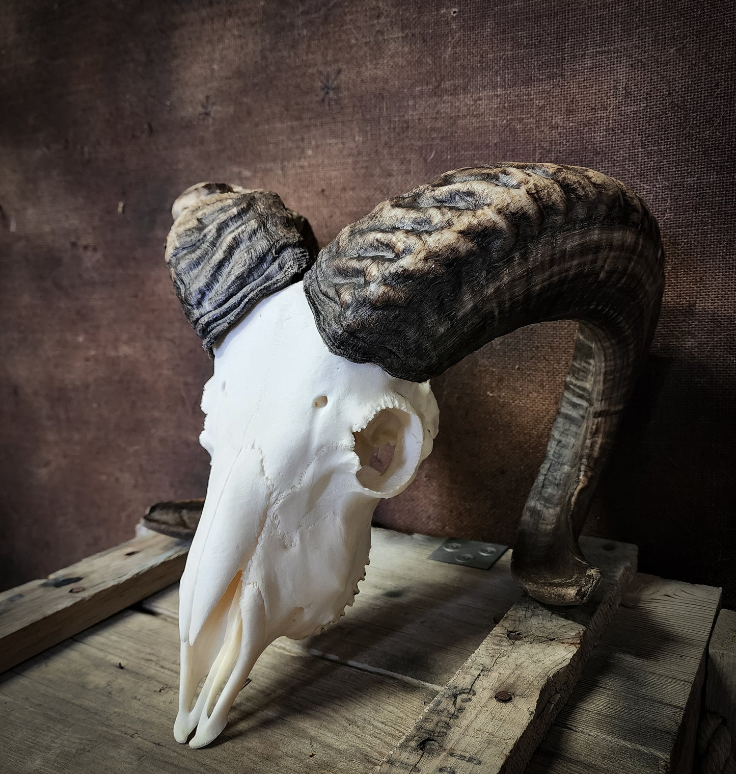 Authentic Ram Skull
