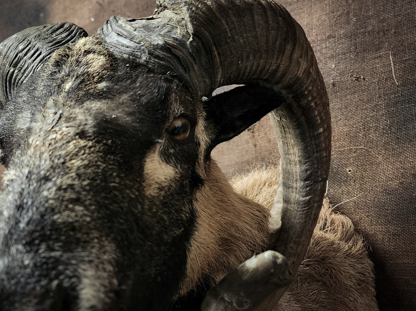 Taxidermy Ram Shoulder Mount