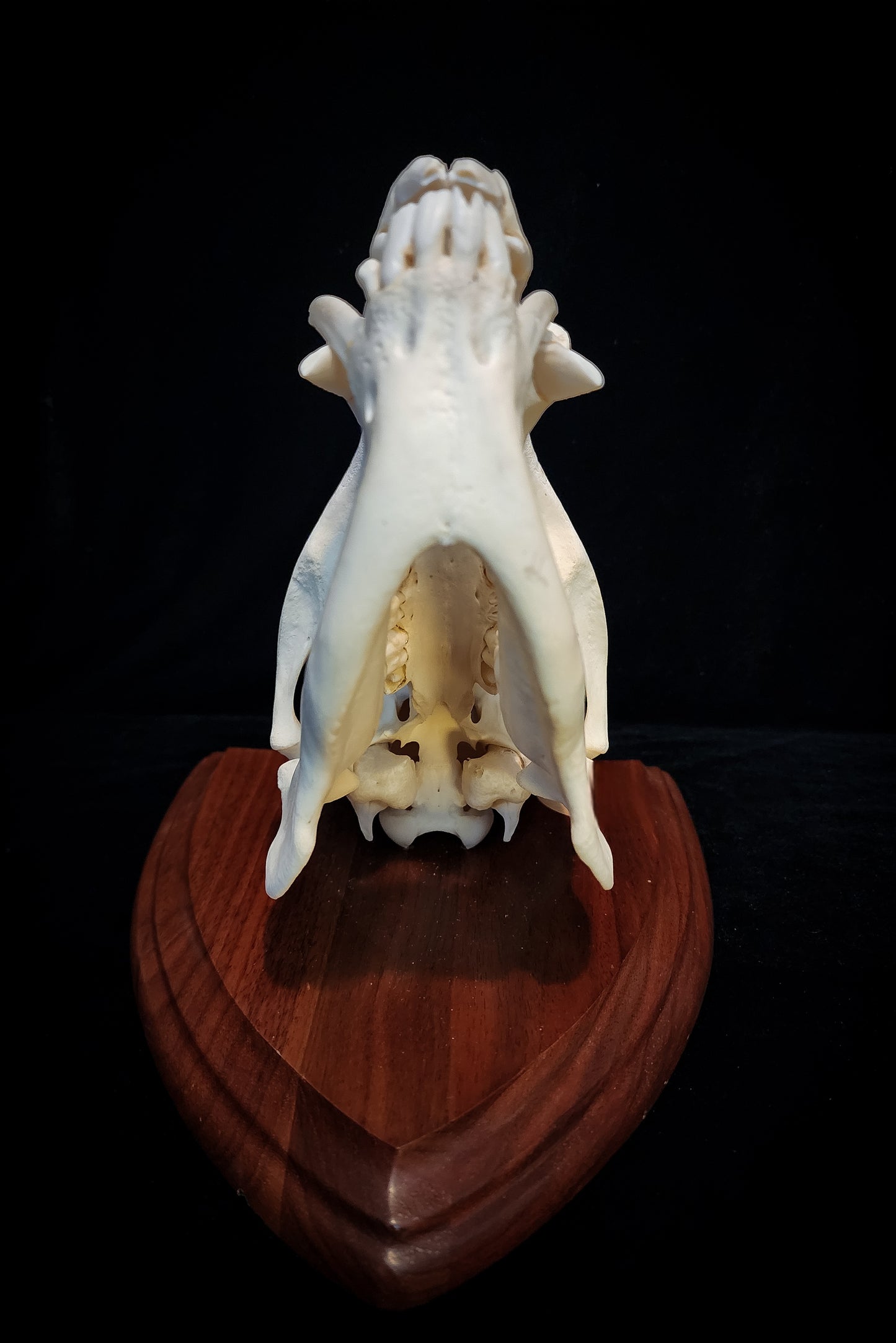 Javelina Skull Mount, Real Bone