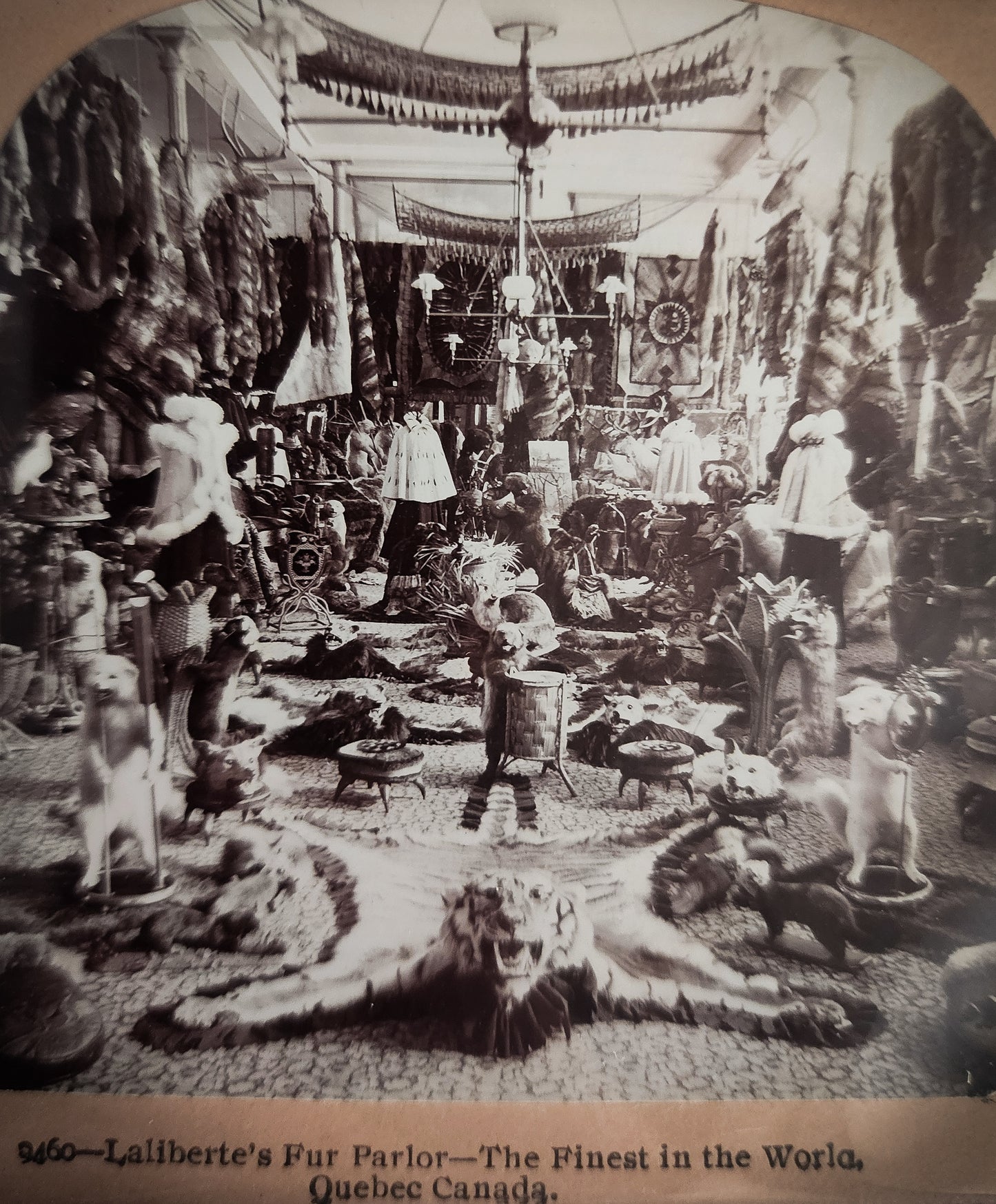 1899 Fur Parlor Stereoview Photo