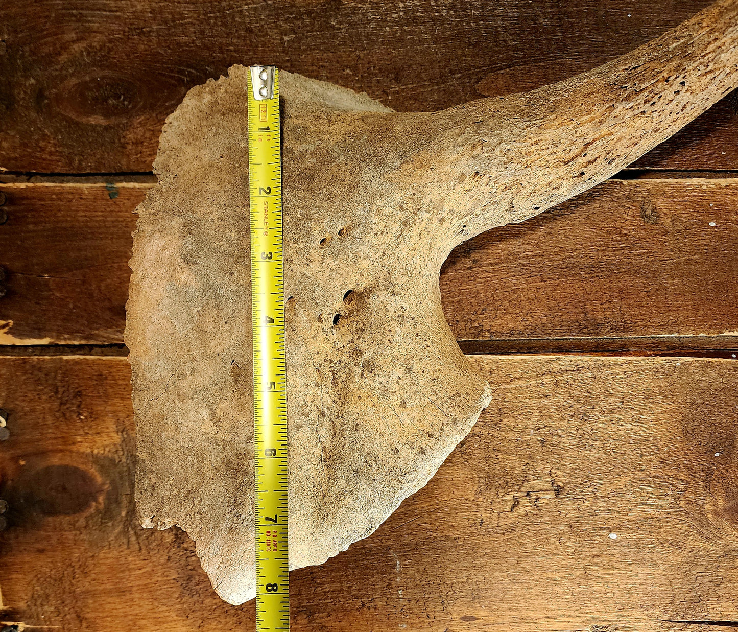 Fossilized Bison Skull Cap