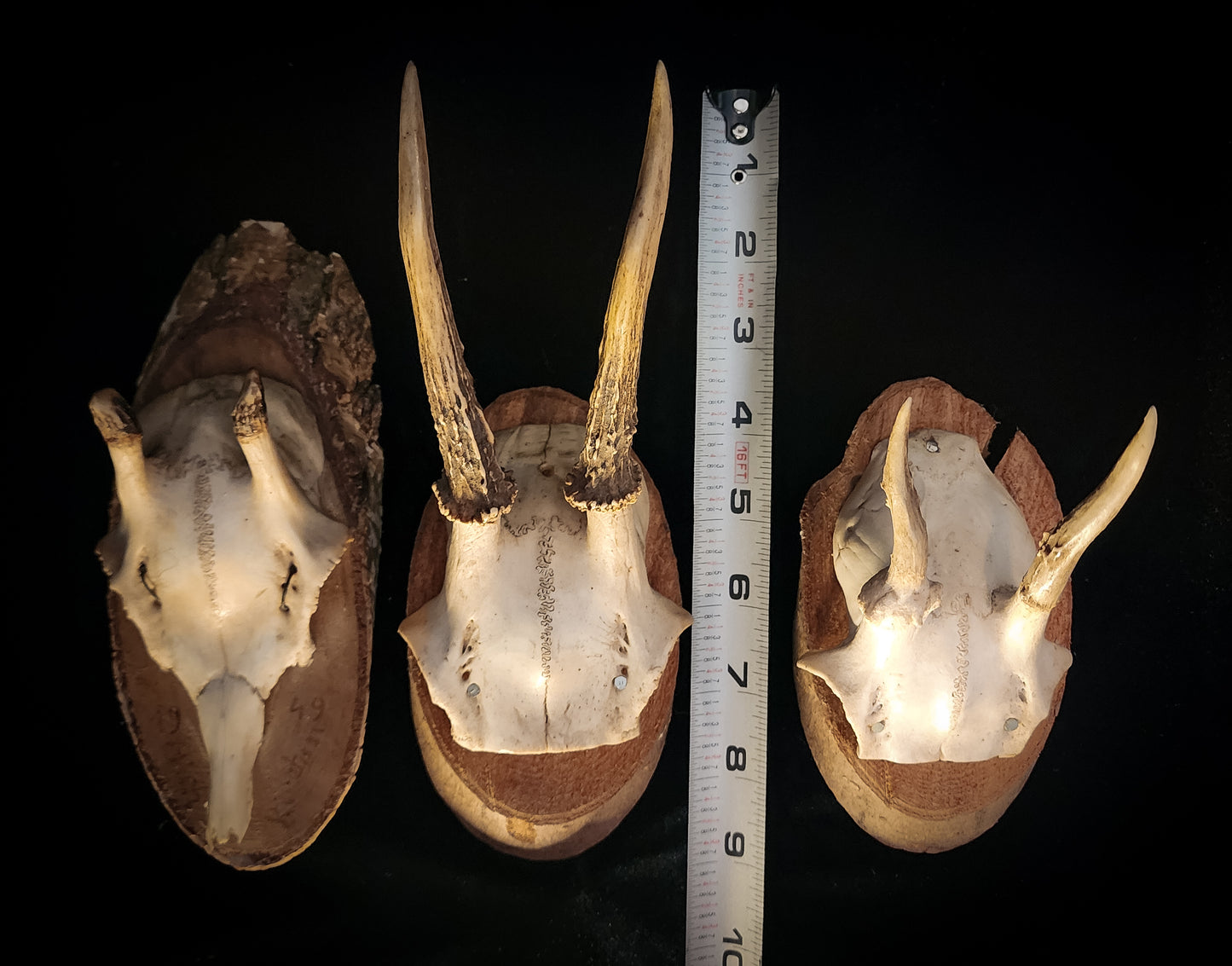 Three Vintage Roe Deer Antler Plaques