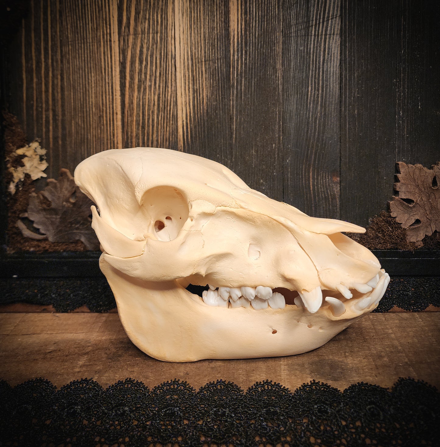 Hog Skull, Real Bone