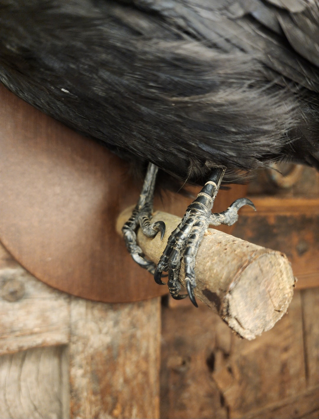 Carrion Crow Taxidermy Mount