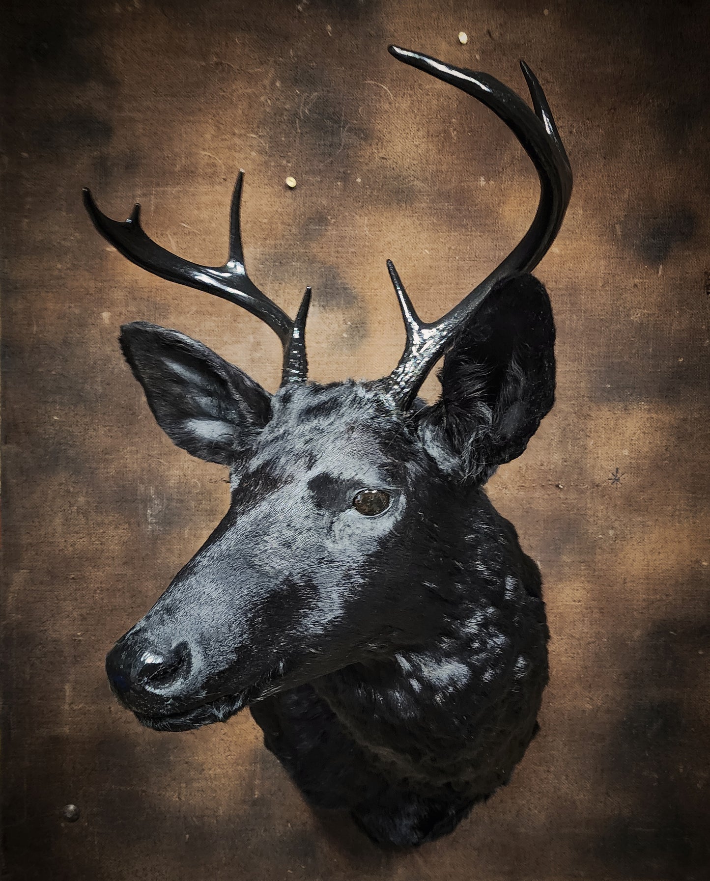 Black Deer Taxidermy Mount