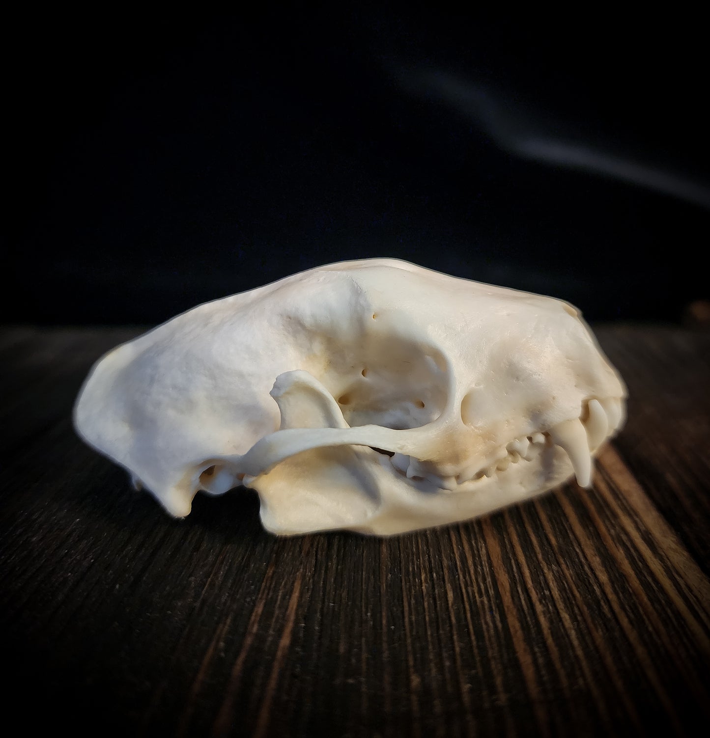 Skunk Skull, Real Bone