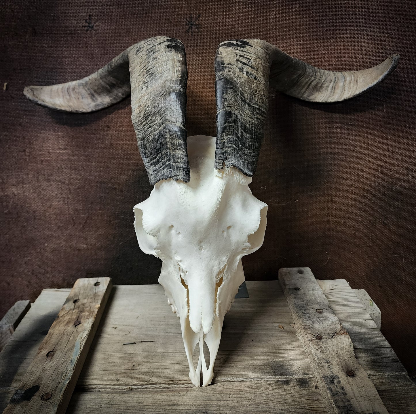 Authentic Goat Skull
