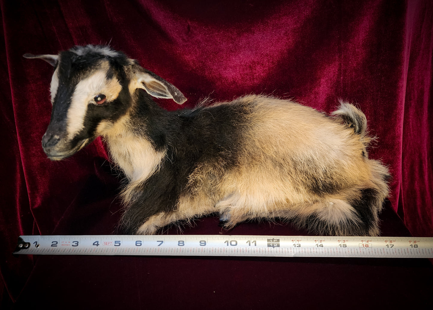 Full Body Baby Goat Taxidermy Mount