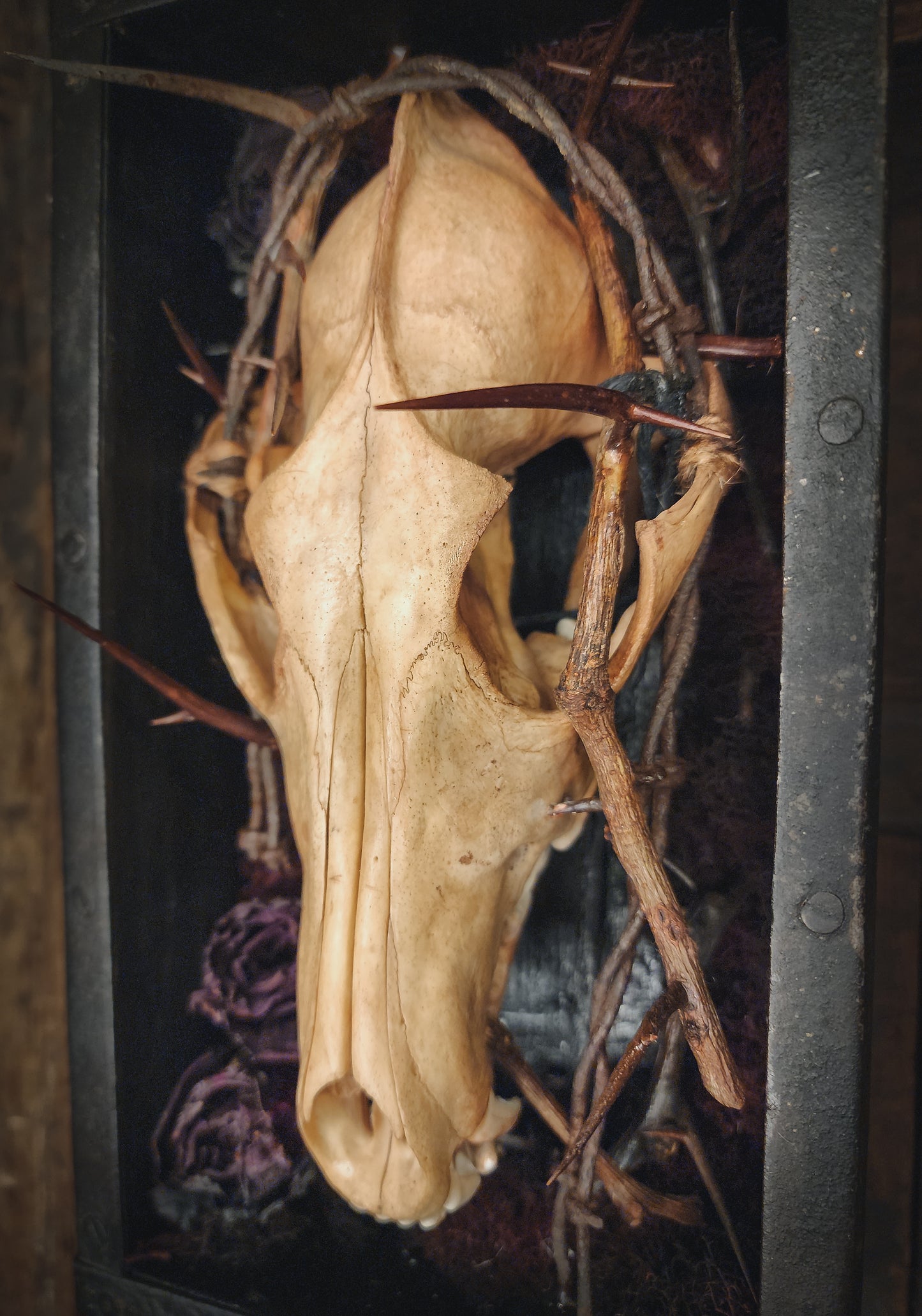 Coyote Display