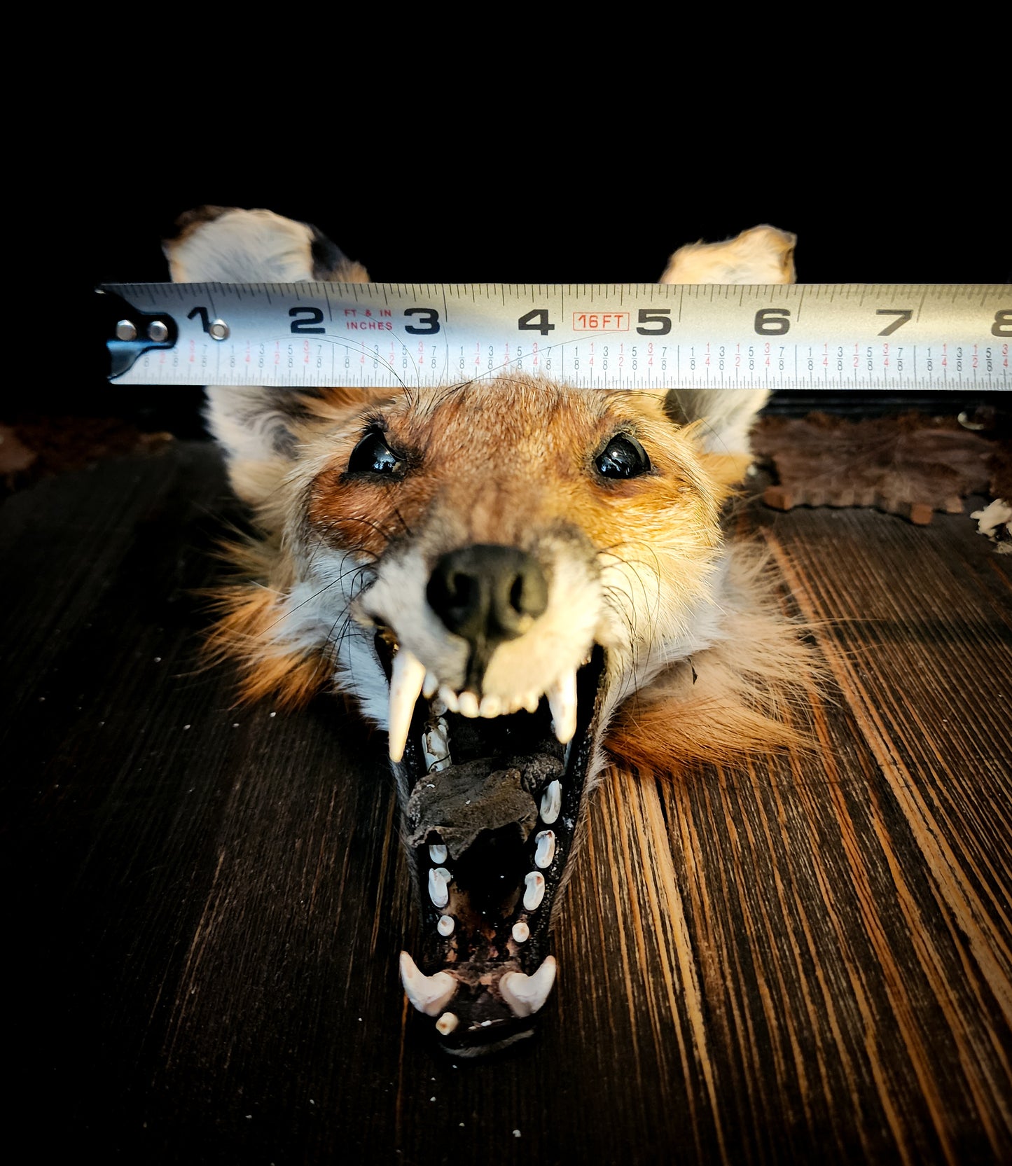 Mummified Fox Head