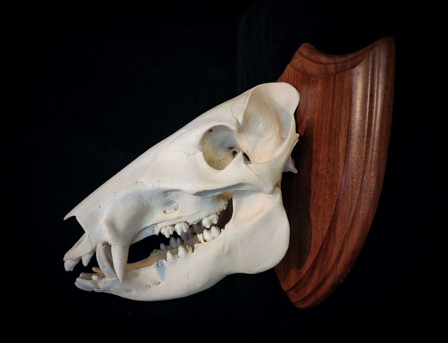 Javelina Skull Mount, Real Bone