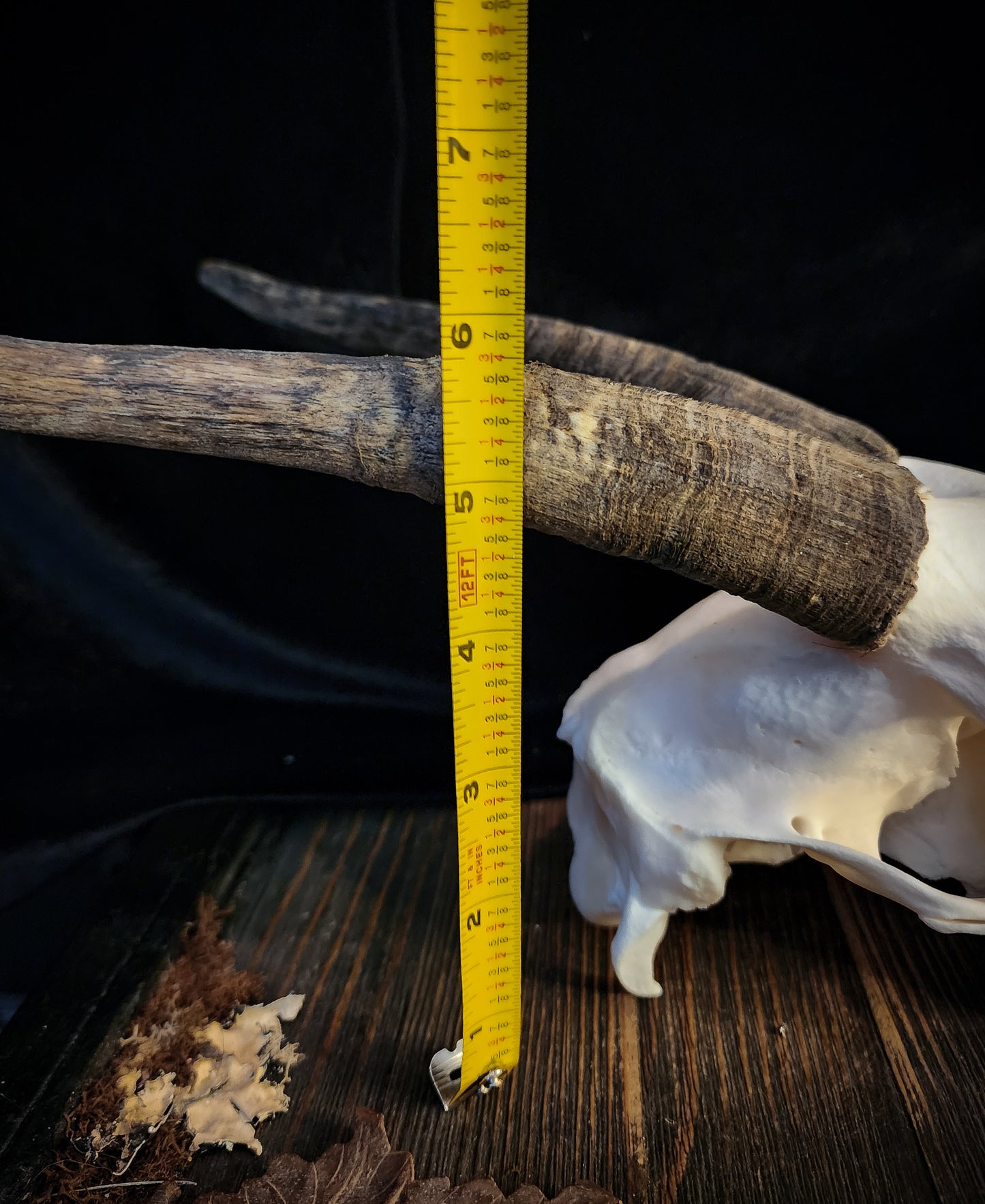 Goat Skull, Real Bone
