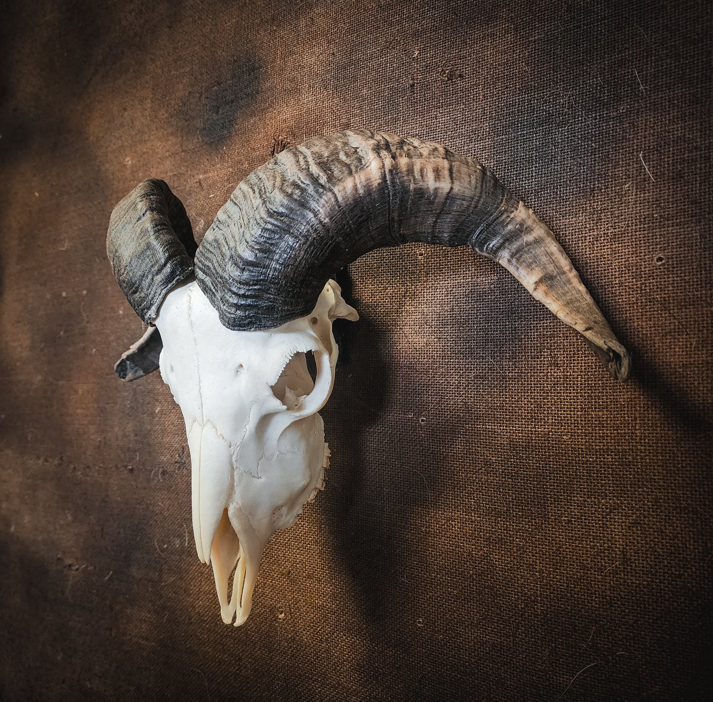 Authentic Ram Skull