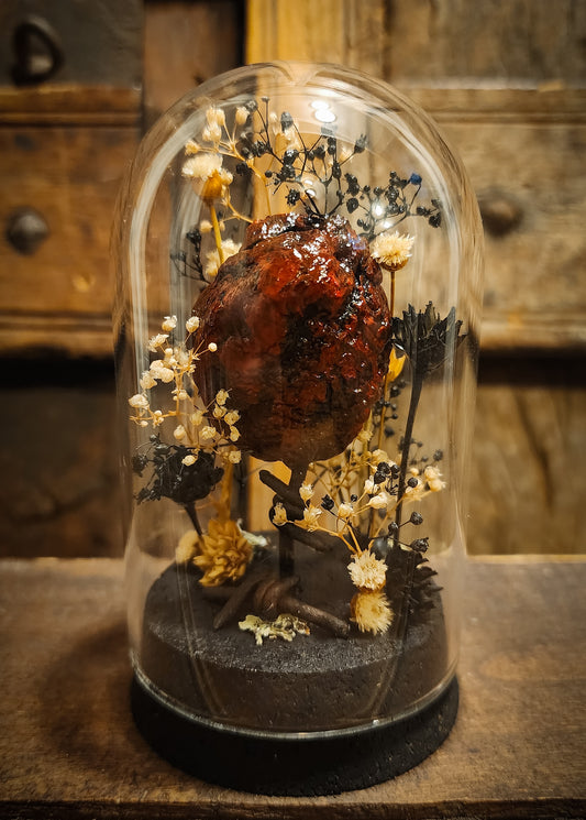 Mummified Heart Display