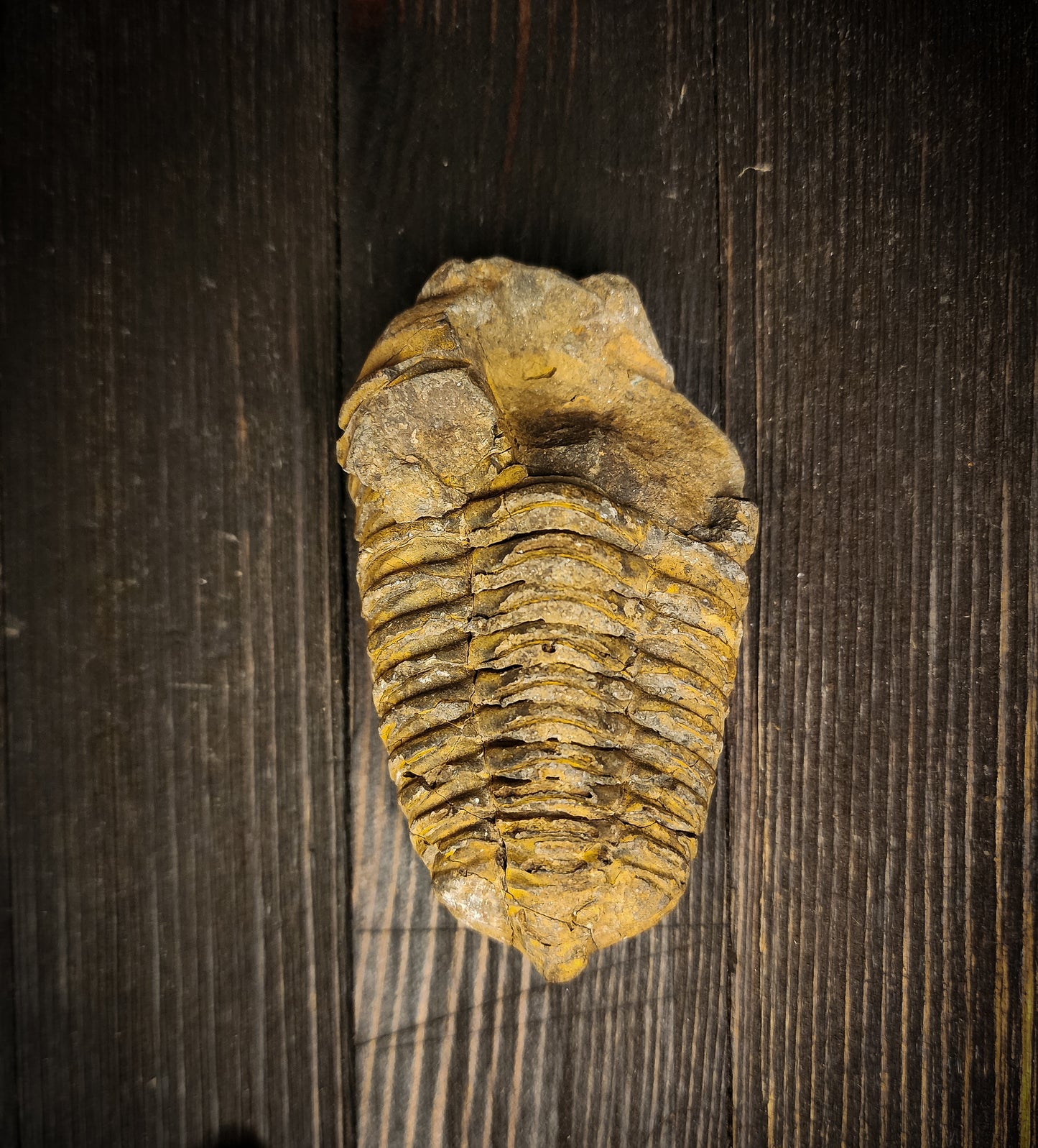 Trilobite Fossil