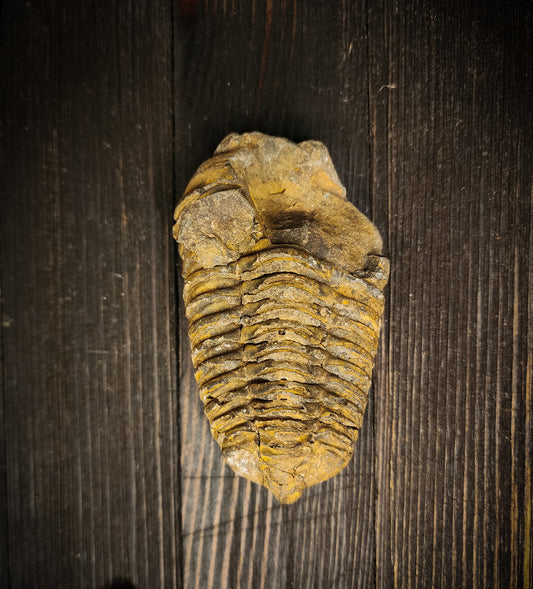 Trilobite Fossil