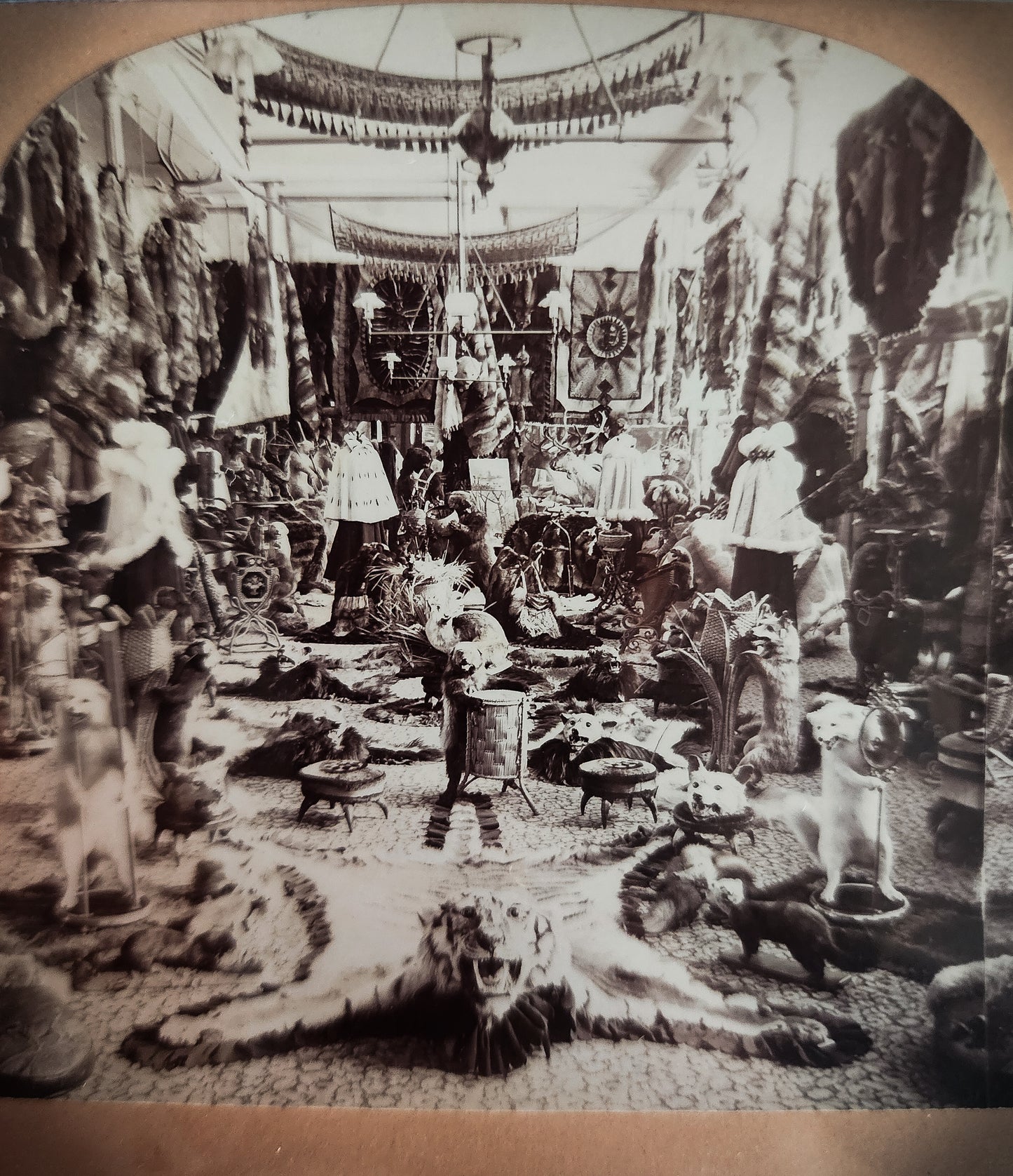 1899 Fur Parlor Stereoview Photo