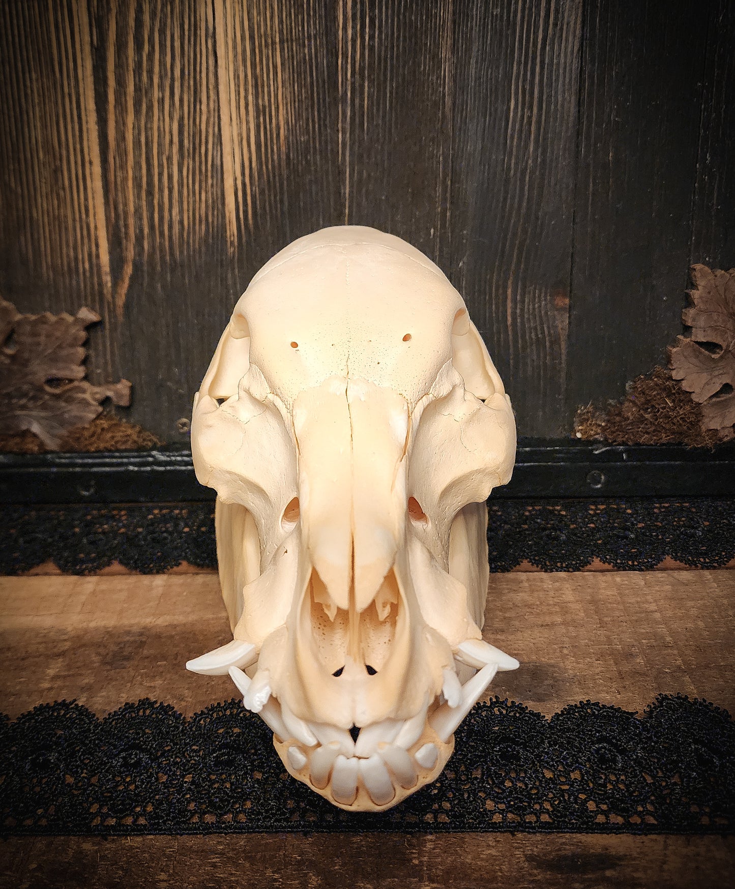 Hog Skull, Real Bone