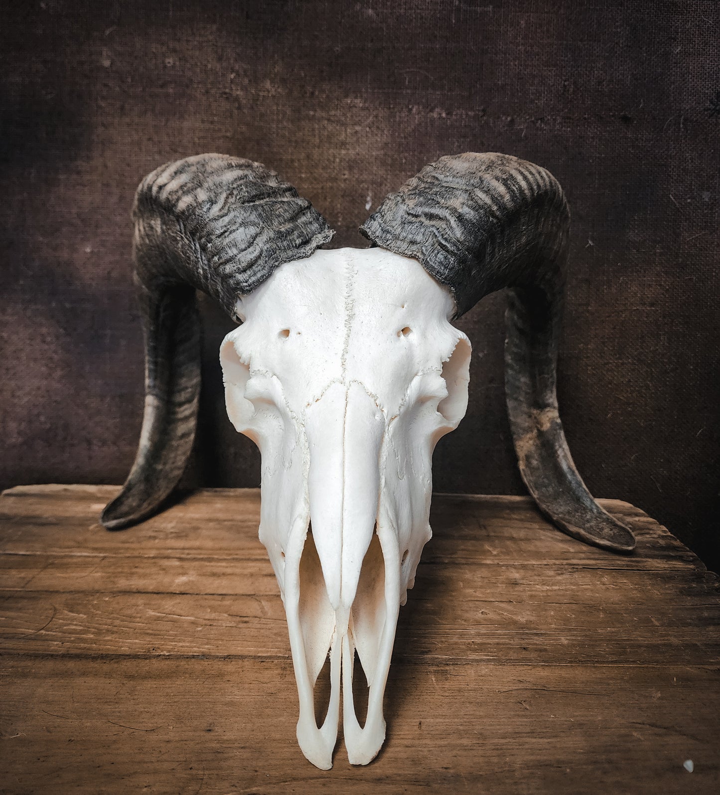 Authentic Ram Skull