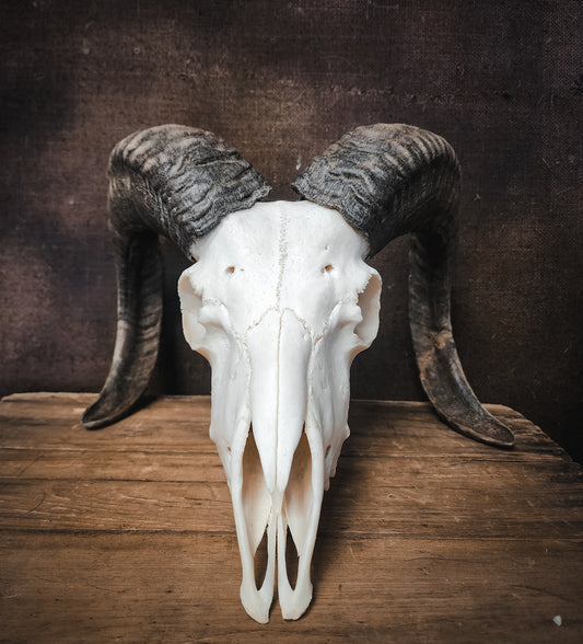 Authentic Ram Skull