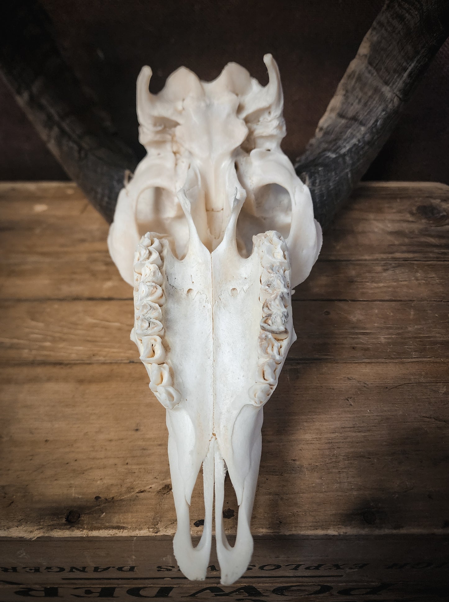Authentic Ram Skull