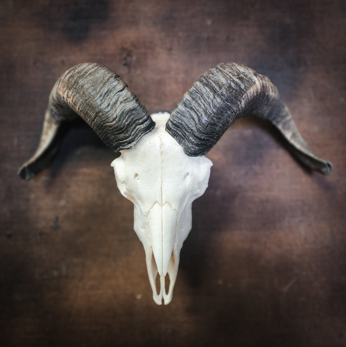 Authentic Ram Skull