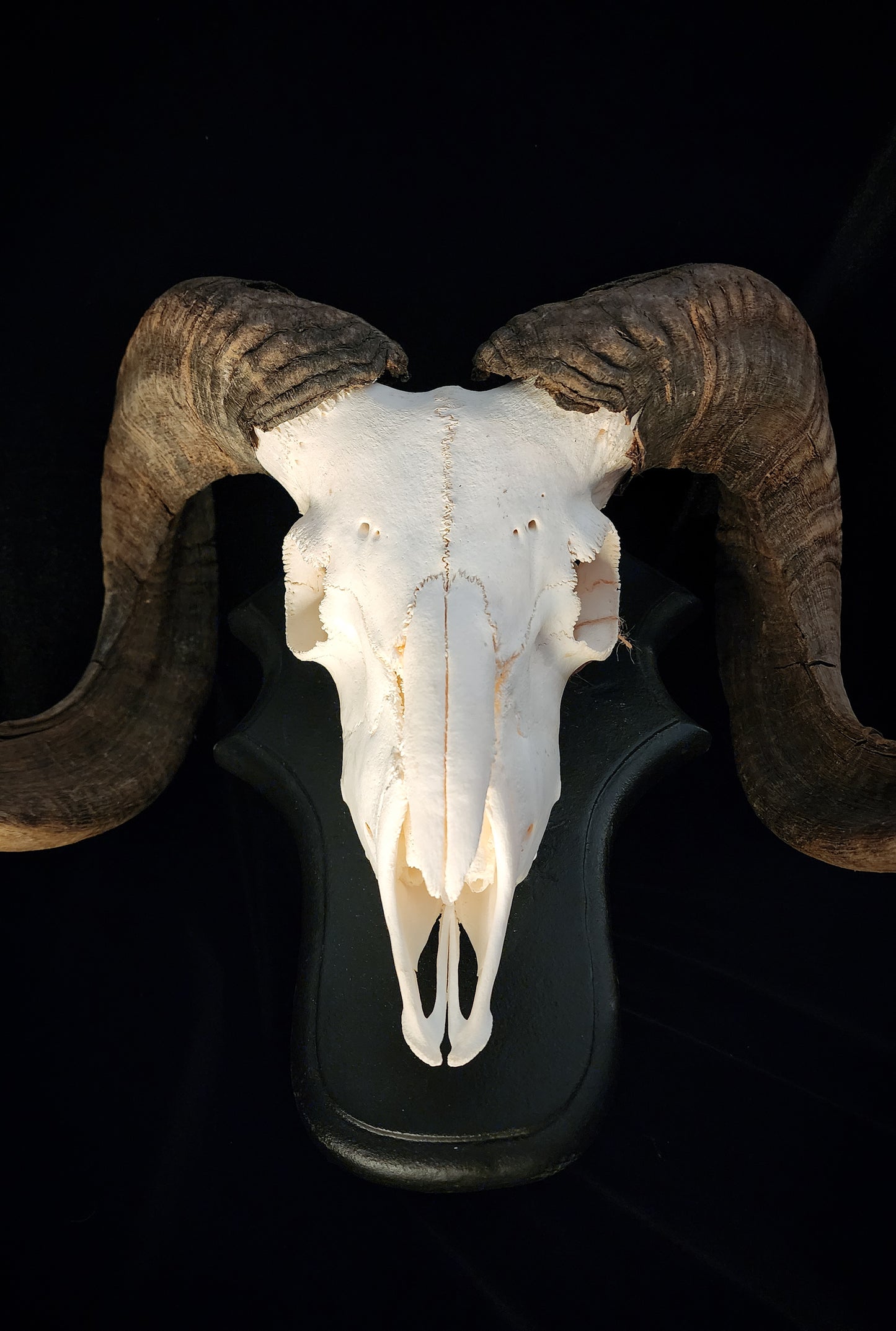 Ram Skull On Custom Black Wooden Stand
