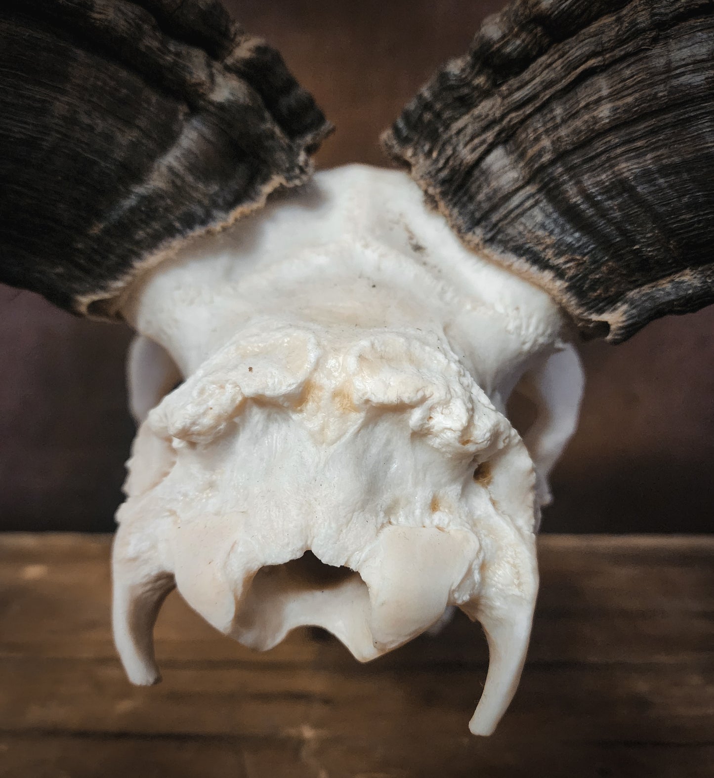 Authentic Ram Skull