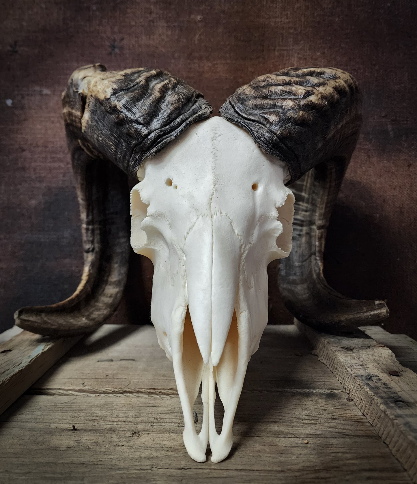 Authentic Ram Skull