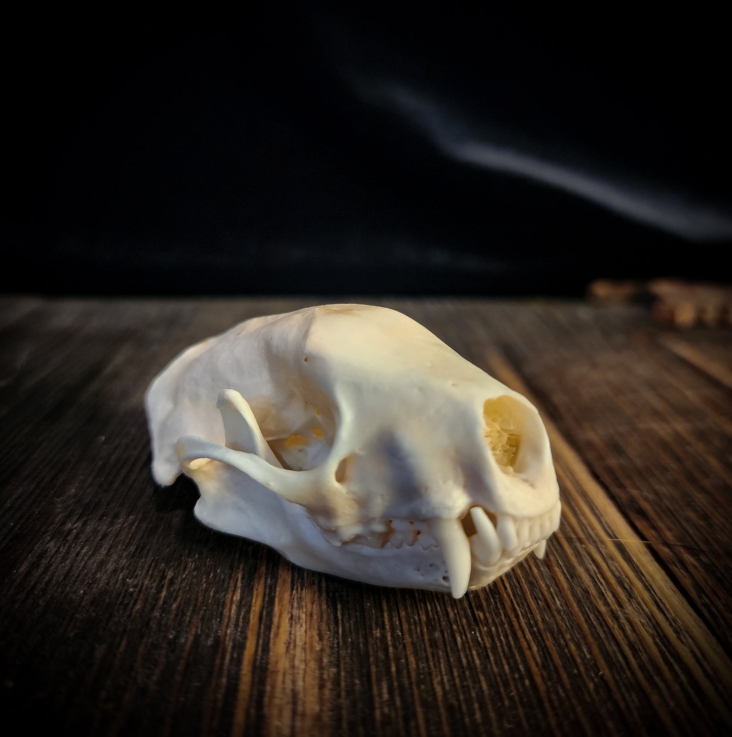 Skunk Skull, Real Bone