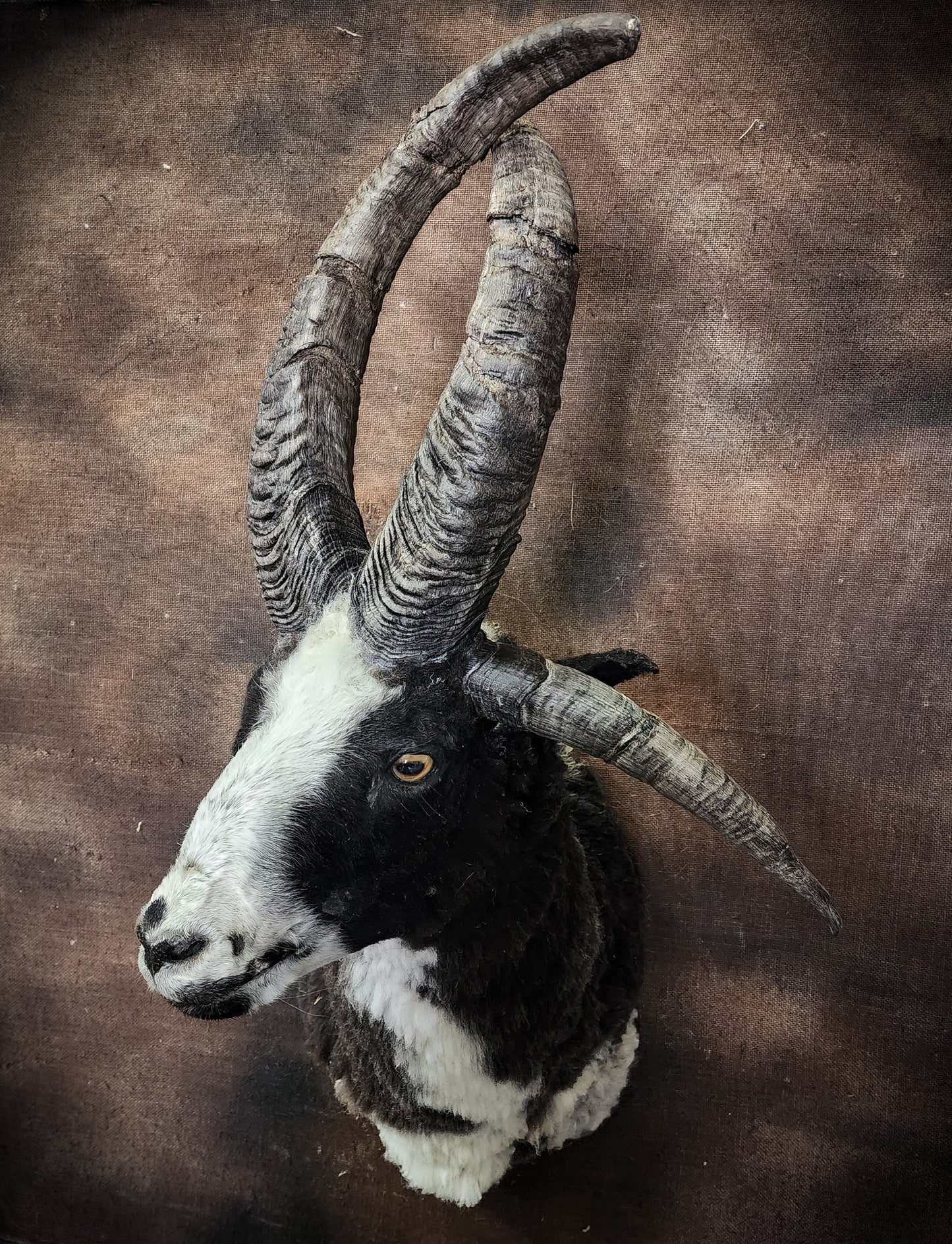 Jacob Sheep Shoulder Mount